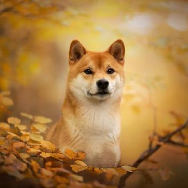 Adopter un shiba inu petit chien japonais Kitsune.dog