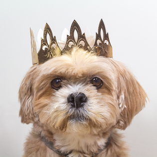  La galette des rois est-elle dangereuse pour les chiens ?