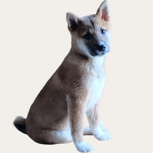  Préparation de l'arrivée d'un chien : Colliers, Harnais, Laisses