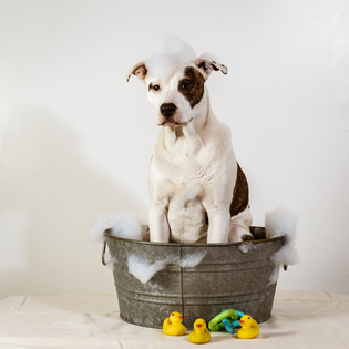  Hygiène et soins pour chiens : la base