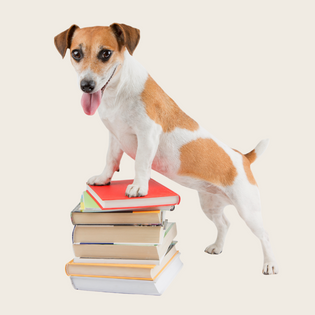  comment occuper son chien quand on travaille