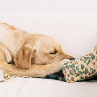  offrir un cadeau de Noël à son chien