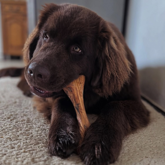 bois d'olivier pour la mastication