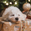cadeau de Noël pour chiens