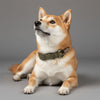 collier pour chien artisanal camouflage