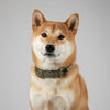collier pour chien artisanal olive kaki