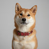 collier pour chien artisanal rouge et tartan