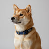 collier pour chien bimatière bleu