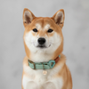 collier pour chien en biothane et paracorde vert d'eau
