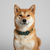 collier pour chien en biothane et paracorde vert