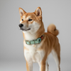 collier original pour chien artisanal