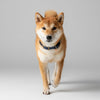 collier pour chien fait main bleu