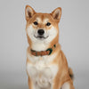 collier pour chien fait main marron et vert