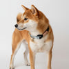 collier pour chien original bleu en biothane et paracorde