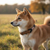 collier pour chien original bleu marine