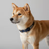 collier pour chien original bleu