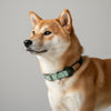 collier pour chien original fait main vert