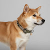 collier pour chien original kaki olive