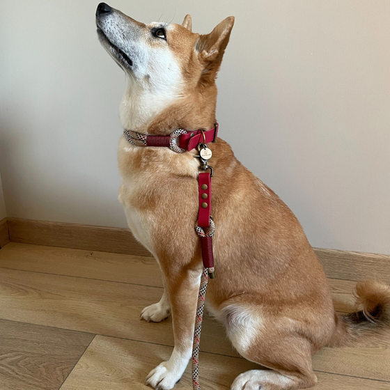 collier pour chien original et réglable