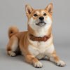 collier pour chien original rouge marron