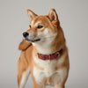 collier pour chien original rouge et tartan