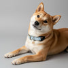 collier pour chien en paracorde et biothane bleu