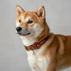 collier pour chien réglable rouge rouille et marron