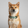 collier pour chien réglable vert