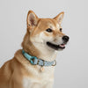 collier original pour chien bimatière bleu
