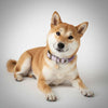 collier pour chien original en paracorde et biothane mauve