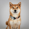 collier pour chien artisanal bleu