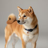 collier pour chien bleu marine