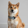 collier pour chien bleu
