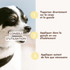 comment rafraîchir son chien ?