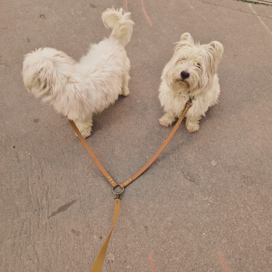 coupleur de laisse pour chiens biothane