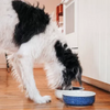 Gamelle pour chien en céramique bleue