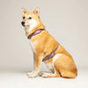 harnais pour chien en biothane lilas porté
