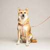harnais porté par un chien en biothane rose