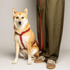 harnais en biothane rouge porte par un chien