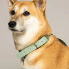 harnais pour chien en biothane vert en forme de H