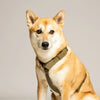 harnais pour chien vert en forme de Y