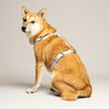 harnais pour chien en biothane bleu ciel fait main en France