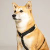 harnais pour chien en biothane noir en forme de Y