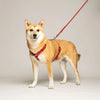 harnais pour chien en biothane resistant et facile d'entretien