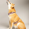 harnais pour chien violet en forme de H