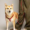 harnais impermeable pour chien en biothane rouge