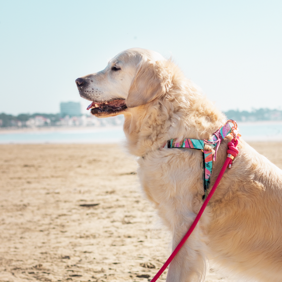 harnais pour chien baudrier