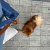 laisse multiposition pour chien 