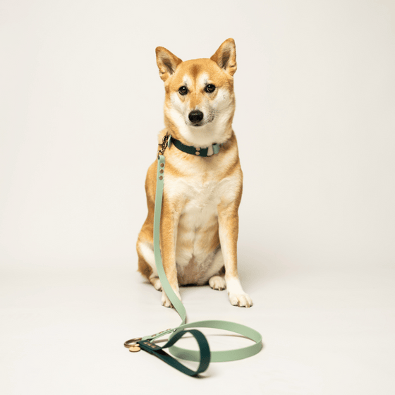 Laisse pour chien biothane VERT D'EAU et VERT FONCE