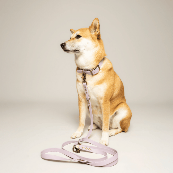 collier chien biothane mauve